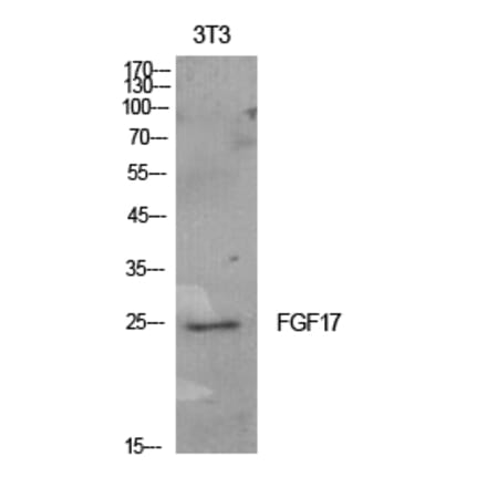 Western blot - FGF-17 Polyclonal Antibody from Signalway Antibody (41920) - Antibodies.com