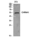 Western blot - AChRα1 Polyclonal Antibody from Signalway Antibody (41921) - Antibodies.com