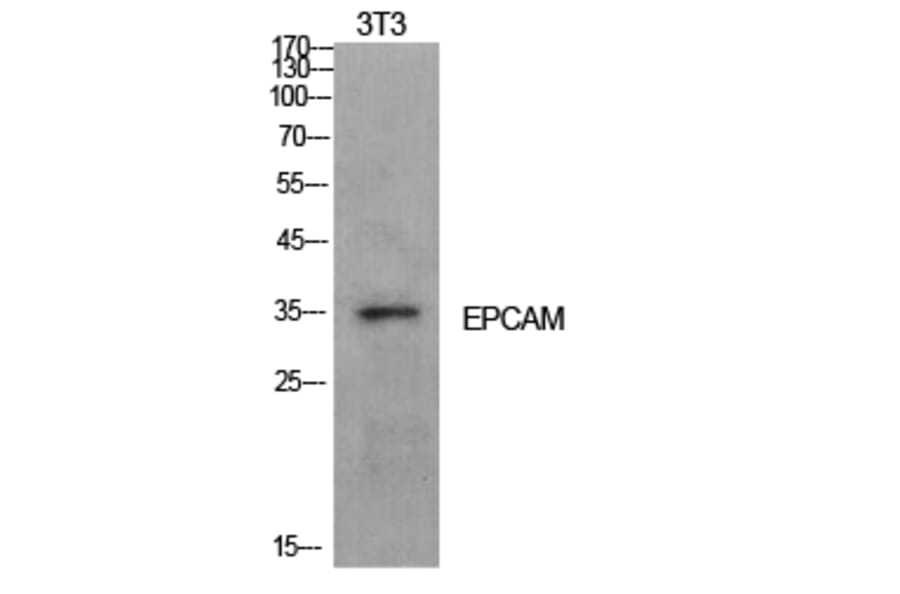 Western blot - EP-CAM Polyclonal Antibody from Signalway Antibody (41922) - Antibodies.com