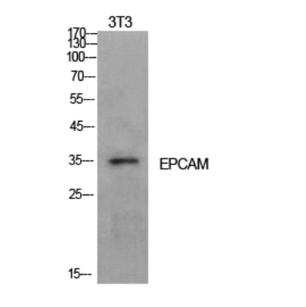Western blot - EP-CAM Polyclonal Antibody from Signalway Antibody (41922) - Antibodies.com