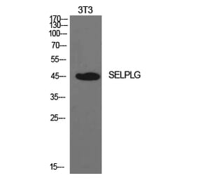 Western blot - PSGL-1 Polyclonal Antibody from Signalway Antibody (41938) - Antibodies.com