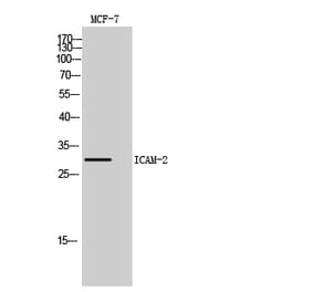 Western blot - ICAM-2 Polyclonal Antibody from Signalway Antibody (41966) - Antibodies.com