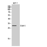 Western blot - ICAM-2 Polyclonal Antibody from Signalway Antibody (41966) - Antibodies.com