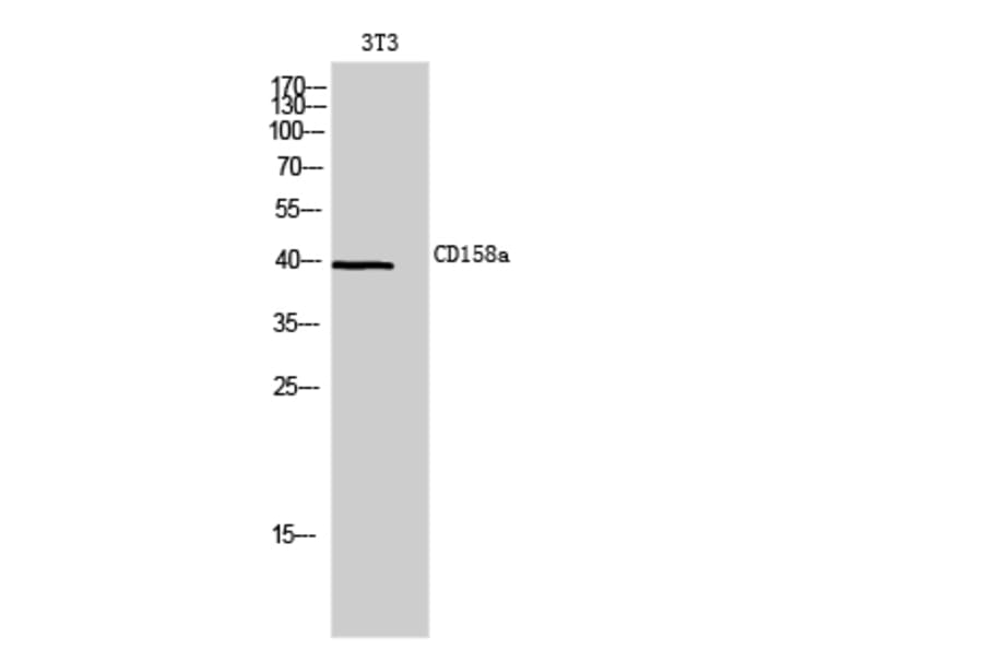 Western blot - CD158a Polyclonal Antibody from Signalway Antibody (41983) - Antibodies.com