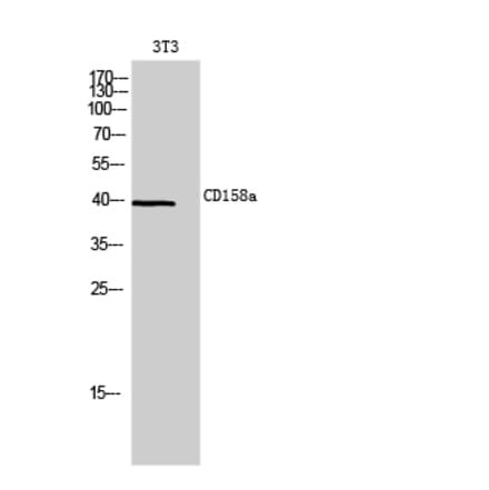 Western blot - CD158a Polyclonal Antibody from Signalway Antibody (41983) - Antibodies.com
