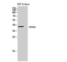 Western blot - CD300c Polyclonal Antibody from Signalway Antibody (41984) - Antibodies.com