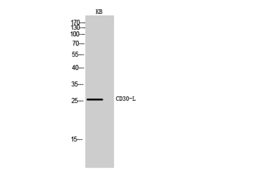 Western blot - CD30-L Polyclonal Antibody from Signalway Antibody (41986) - Antibodies.com