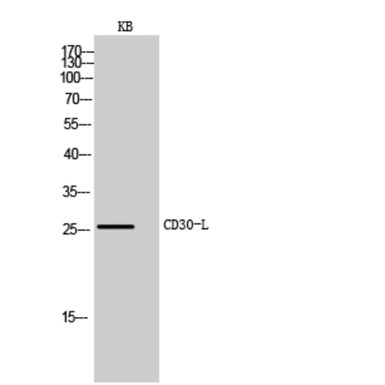 Western blot - CD30-L Polyclonal Antibody from Signalway Antibody (41986) - Antibodies.com