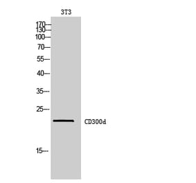 Western blot - CD300d Polyclonal Antibody from Signalway Antibody (42000) - Antibodies.com