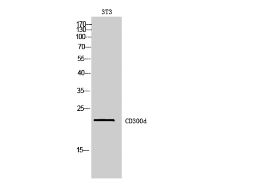 Western blot - CD300d Polyclonal Antibody from Signalway Antibody (42000) - Antibodies.com