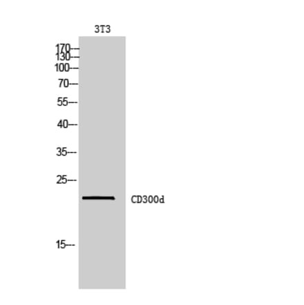 Western blot - CD300d Polyclonal Antibody from Signalway Antibody (42000) - Antibodies.com