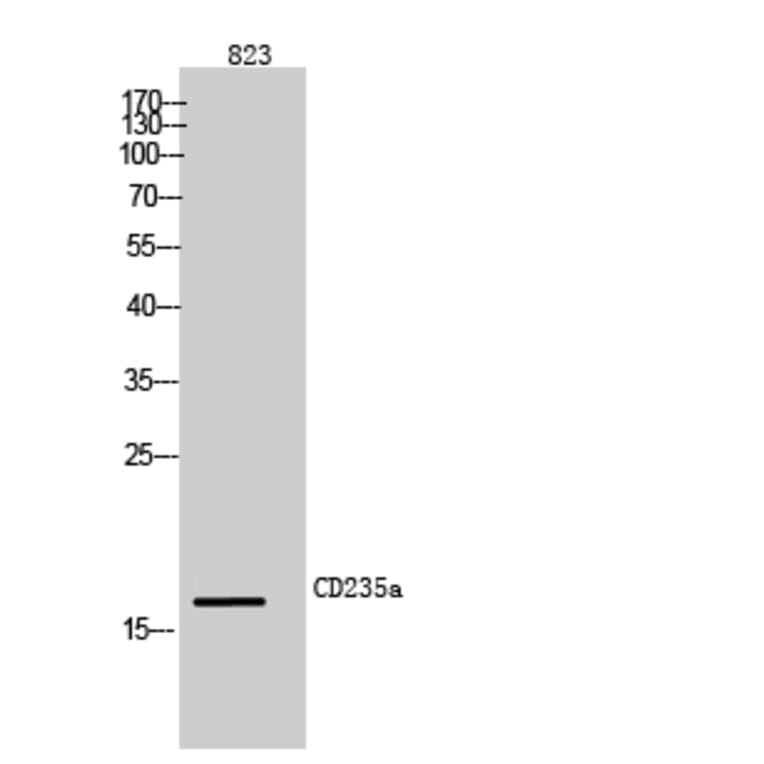 Western blot - CD235a Polyclonal Antibody from Signalway Antibody (42002) - Antibodies.com