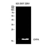 Western blot - CD235a Polyclonal Antibody from Signalway Antibody (42002) - Antibodies.com