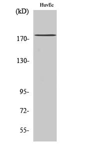 Western Blot analysis of HuvEc cells using ABCA8 Polyclonal Antibody