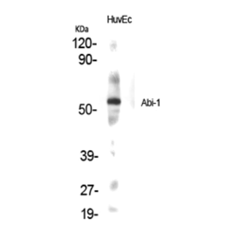 Western blot - Abi-1 Polyclonal Antibody from Signalway Antibody (40538) - Antibodies.com