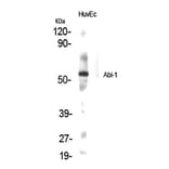 Western blot - Abi-1 Polyclonal Antibody from Signalway Antibody (40538) - Antibodies.com