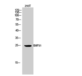 Western blot - BAP31 Polyclonal Antibody from Signalway Antibody (40634) - Antibodies.com