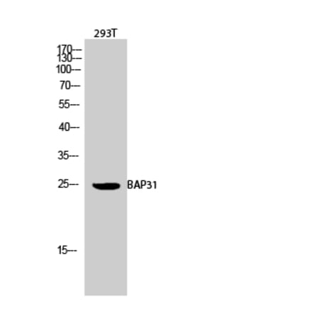 Western blot - BAP31 Polyclonal Antibody from Signalway Antibody (40634) - Antibodies.com
