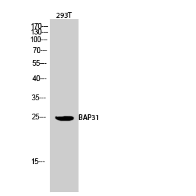 Western blot - BAP31 Polyclonal Antibody from Signalway Antibody (40634) - Antibodies.com