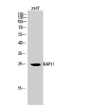 Western blot - BAP31 Polyclonal Antibody from Signalway Antibody (40634) - Antibodies.com
