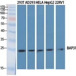 Western blot - BAP31 Polyclonal Antibody from Signalway Antibody (40634) - Antibodies.com