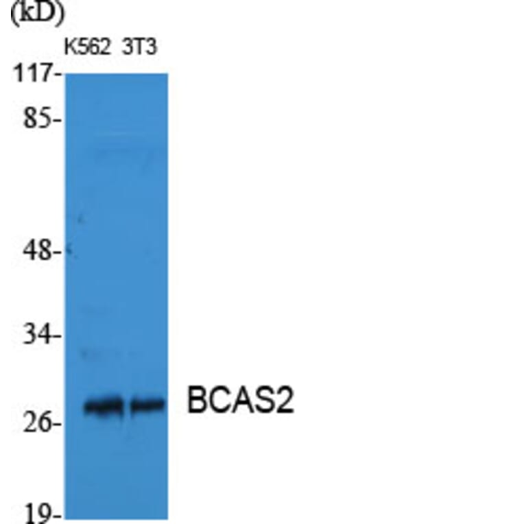 Western blot - BCAS2 Polyclonal Antibody from Signalway Antibody (40637) - Antibodies.com