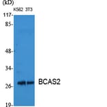 Western blot - BCAS2 Polyclonal Antibody from Signalway Antibody (40637) - Antibodies.com