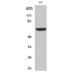 Western blot - Cdc23 Polyclonal Antibody from Signalway Antibody (40713) - Antibodies.com