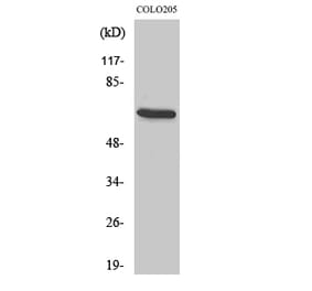 Western blot - EGFL5 Polyclonal Antibody from Signalway Antibody (40866) - Antibodies.com