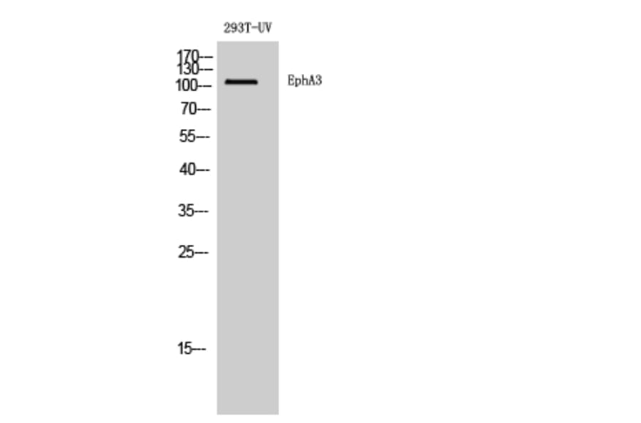 Western blot - EphA3 Polyclonal Antibody from Signalway Antibody (40887) - Antibodies.com