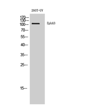 Western blot - EphA3 Polyclonal Antibody from Signalway Antibody (40887) - Antibodies.com