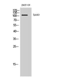 Western blot - EphA3 Polyclonal Antibody from Signalway Antibody (40887) - Antibodies.com