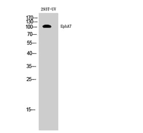 Western blot - EphA7 Polyclonal Antibody from Signalway Antibody (40888) - Antibodies.com