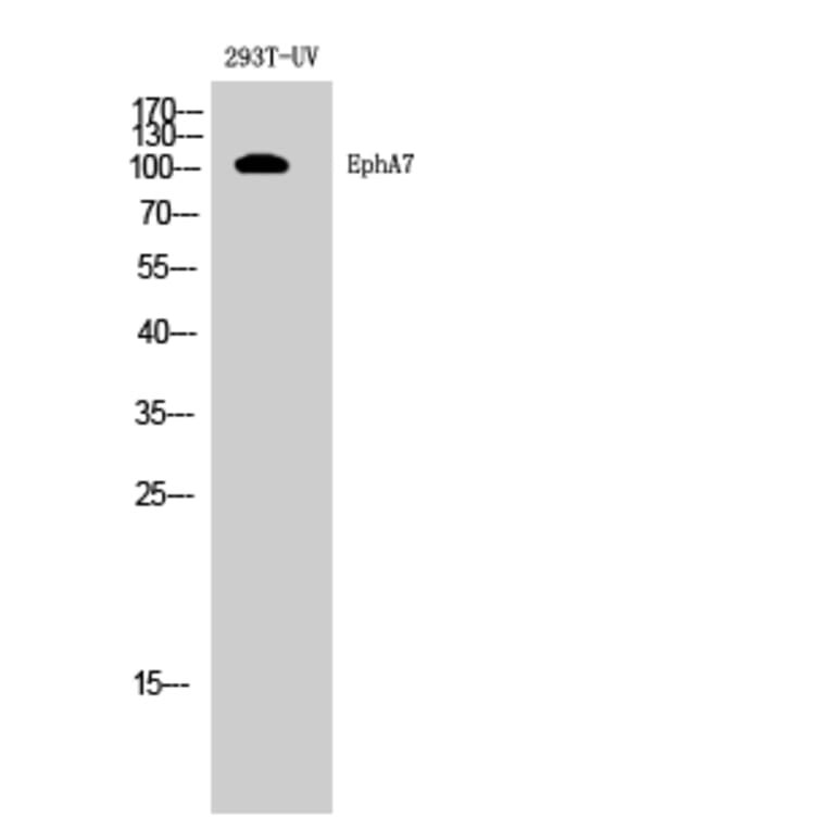 Western blot - EphA7 Polyclonal Antibody from Signalway Antibody (40888) - Antibodies.com