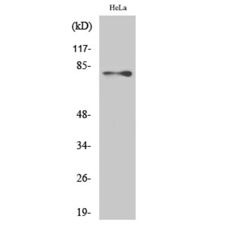 Western blot - Ezrin Polyclonal Antibody from Signalway Antibody (40910) - Antibodies.com