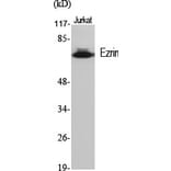 Western blot - Ezrin Polyclonal Antibody from Signalway Antibody (40910) - Antibodies.com