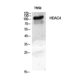 Western blot - HDAC4 Polyclonal Antibody from Signalway Antibody (40997) - Antibodies.com