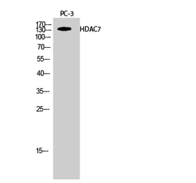 Western blot - HDAC7 Polyclonal Antibody from Signalway Antibody (41000) - Antibodies.com
