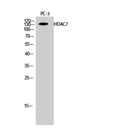 Western blot - HDAC7 Polyclonal Antibody from Signalway Antibody (41000) - Antibodies.com