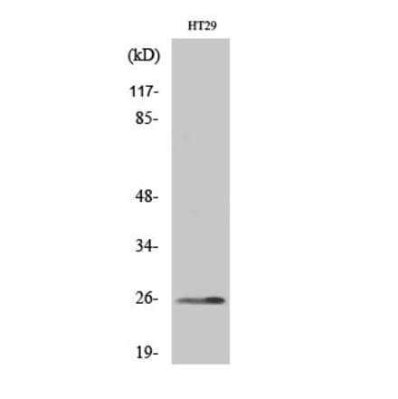 Western blot - HoxA6 Polyclonal Antibody from Signalway Antibody (41029) - Antibodies.com