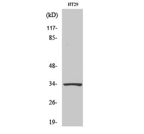 Western blot - HoxB4 Polyclonal Antibody from Signalway Antibody (41030) - Antibodies.com