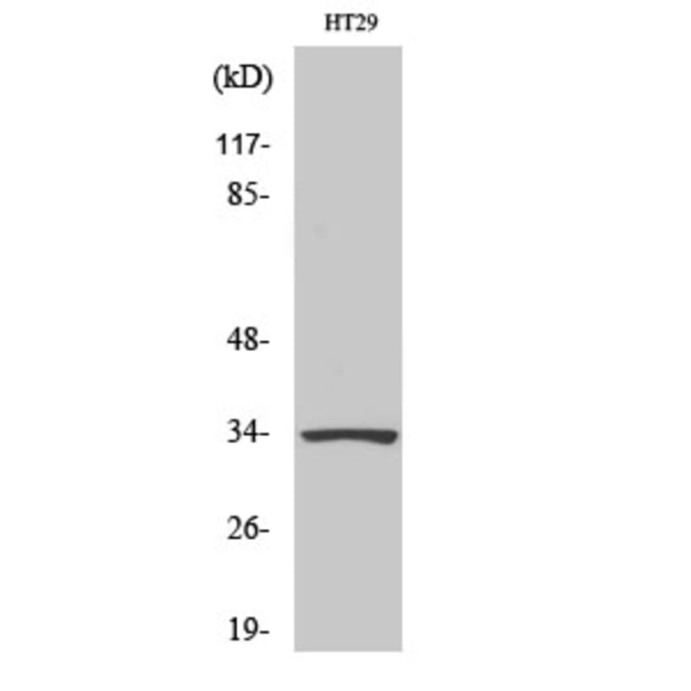 Western blot - HoxB4 Polyclonal Antibody from Signalway Antibody (41030) - Antibodies.com