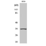 Western blot - HoxB4 Polyclonal Antibody from Signalway Antibody (41030) - Antibodies.com