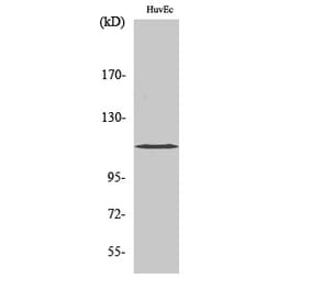 Western blot - KCNH1 Polyclonal Antibody from Signalway Antibody (41089) - Antibodies.com