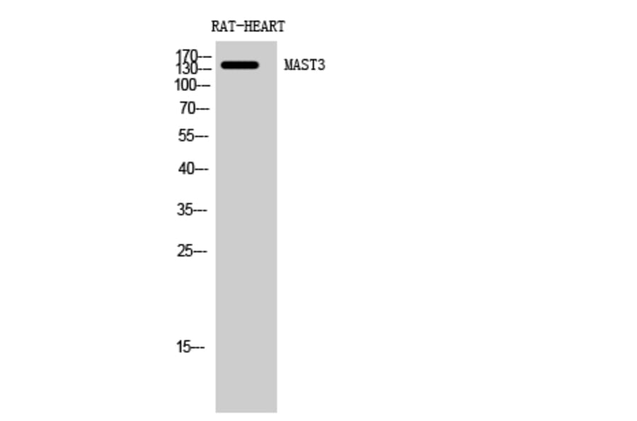 Western blot - MAST3 Polyclonal Antibody from Signalway Antibody (41122) - Antibodies.com