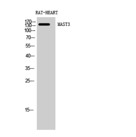 Western blot - MAST3 Polyclonal Antibody from Signalway Antibody (41122) - Antibodies.com