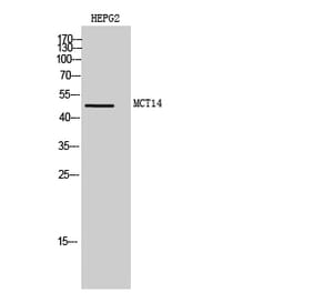 Western blot - MCT14 Polyclonal Antibody from Signalway Antibody (41125) - Antibodies.com