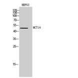 Western blot - MCT14 Polyclonal Antibody from Signalway Antibody (41125) - Antibodies.com