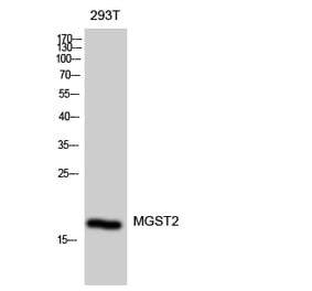 Western blot - MGST2 Polyclonal Antibody from Signalway Antibody (41143) - Antibodies.com