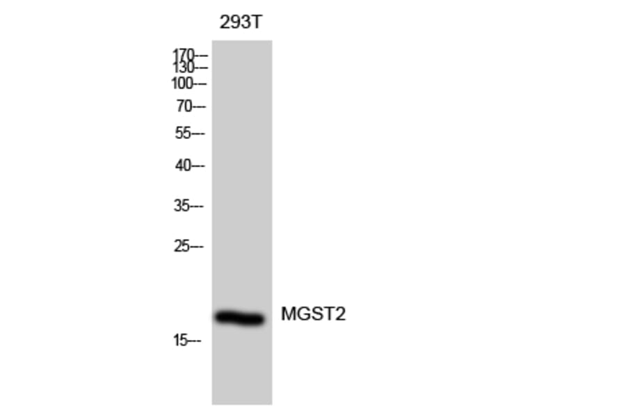 Western blot - MGST2 Polyclonal Antibody from Signalway Antibody (41143) - Antibodies.com